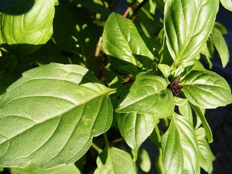 Tulsi holy basil