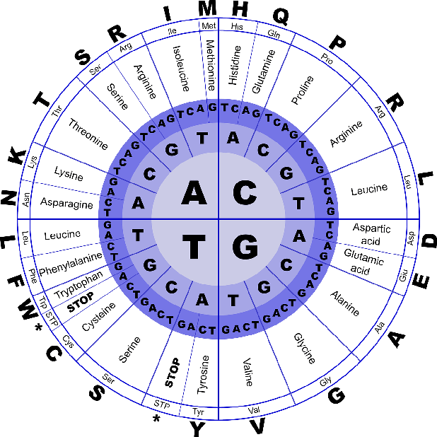 amino acids