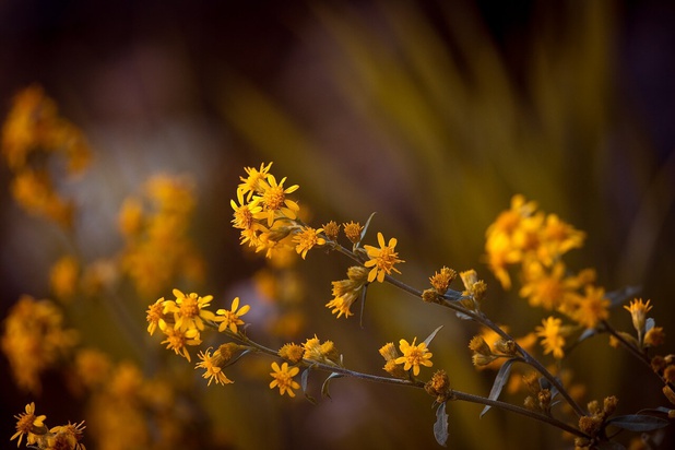 arnica montana