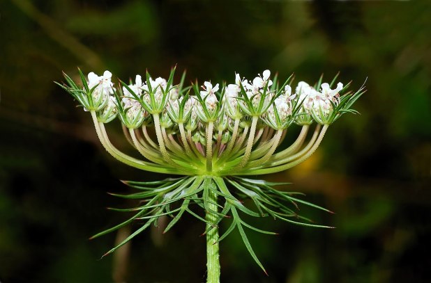 Carrot oil (daucus carota)