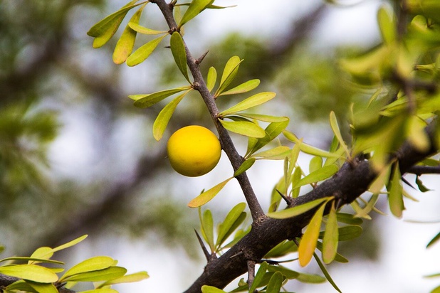 argania spinosa