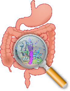 Les multiples fonctions des enzymes digestives