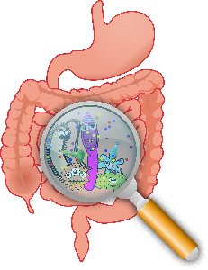 The multiple functions of digestive enzymes