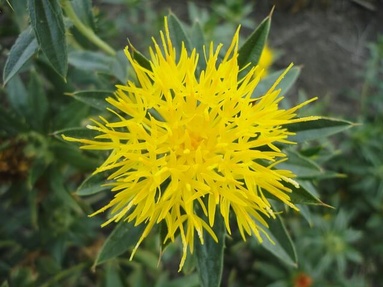 Safflower