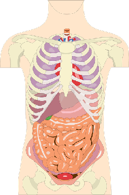 intestin, digestion, schéma