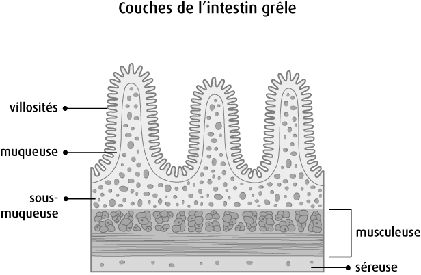 couche de l'intestin grêle, schéma