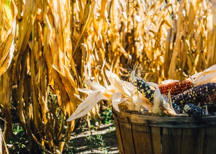 wheat, cereal, field, gluten