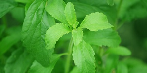 stevia, natuurlijke suiker, plantaardig