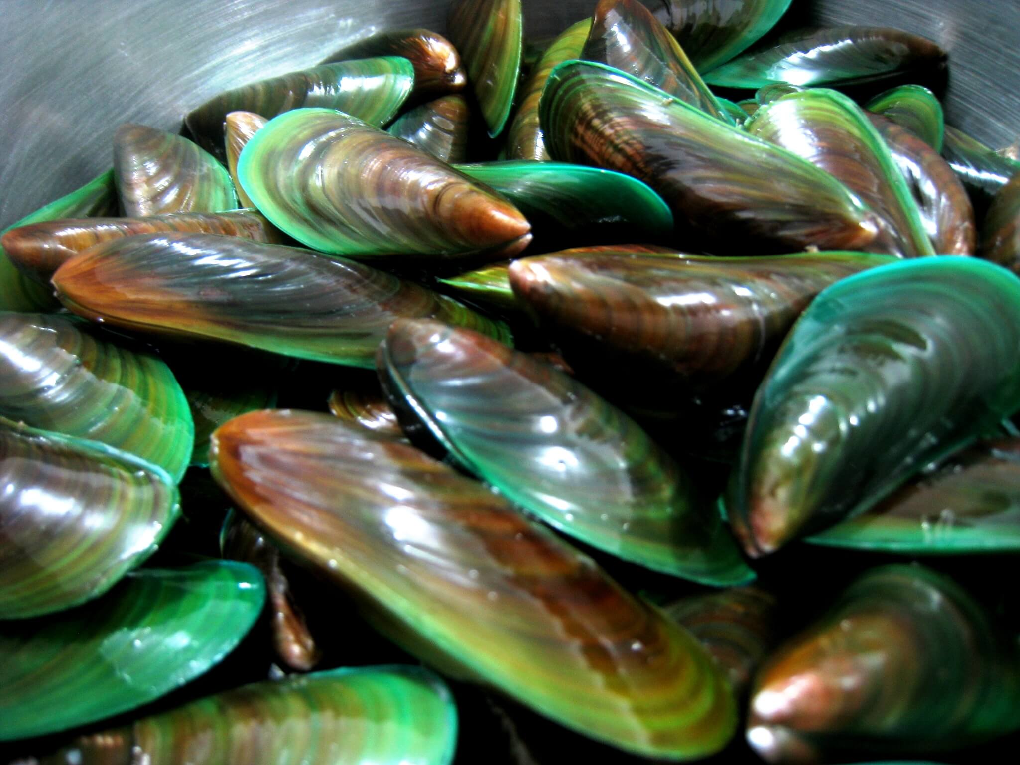 Moule à Lèvre Verte Et Curcumine Avis