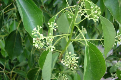 Ravintsara leaf