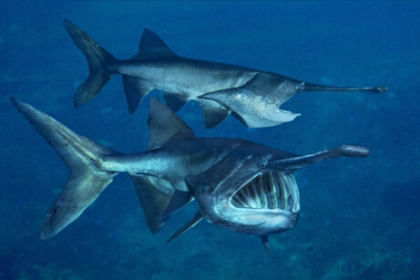 mississippi paddlefish