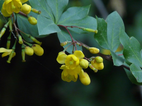 berberis aristata