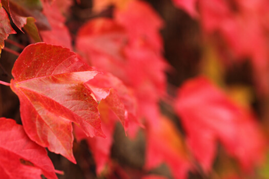 Vigne rouge