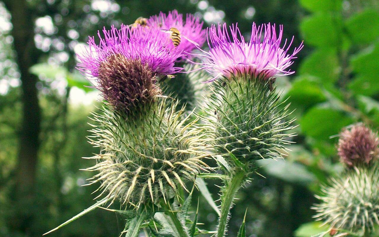 Ces 4 plantes qui vous font perdre du poids !  SantiShop