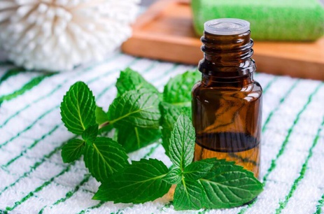 essential oil mint