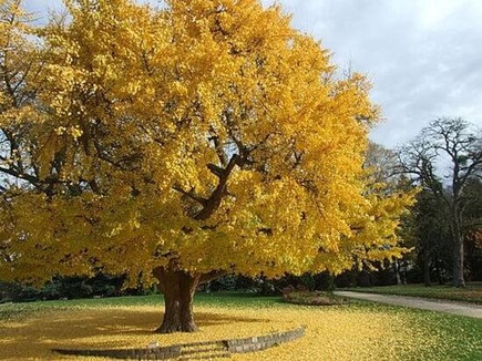 Gingko Biloba