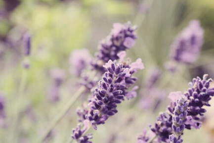 true lavender