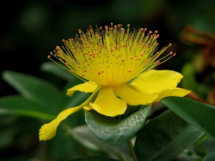 St. John's wort flower