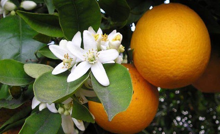 citrus sinensis