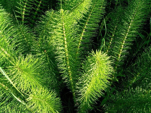 feuille de prele