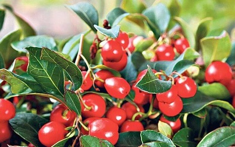Gaultheria Procumbens