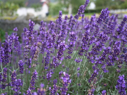 Lavandula angustifolia
