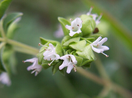 Origanum majorana