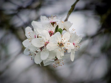 Cherry Plum Flower