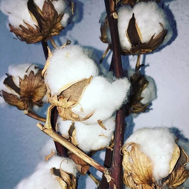 cotton