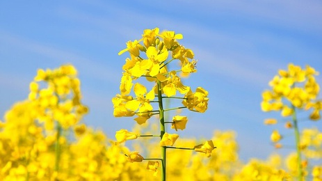 canola