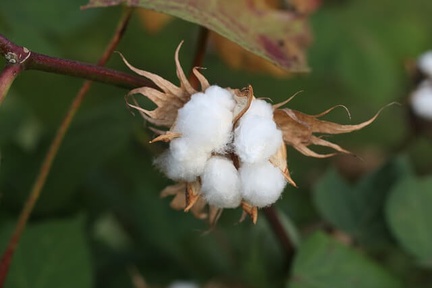 cotton