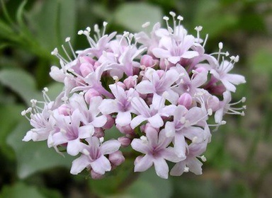 valerian flower