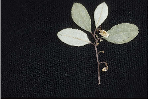 gaultheria procumbens