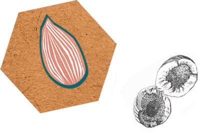 natürliche &amp; biologische Produkte