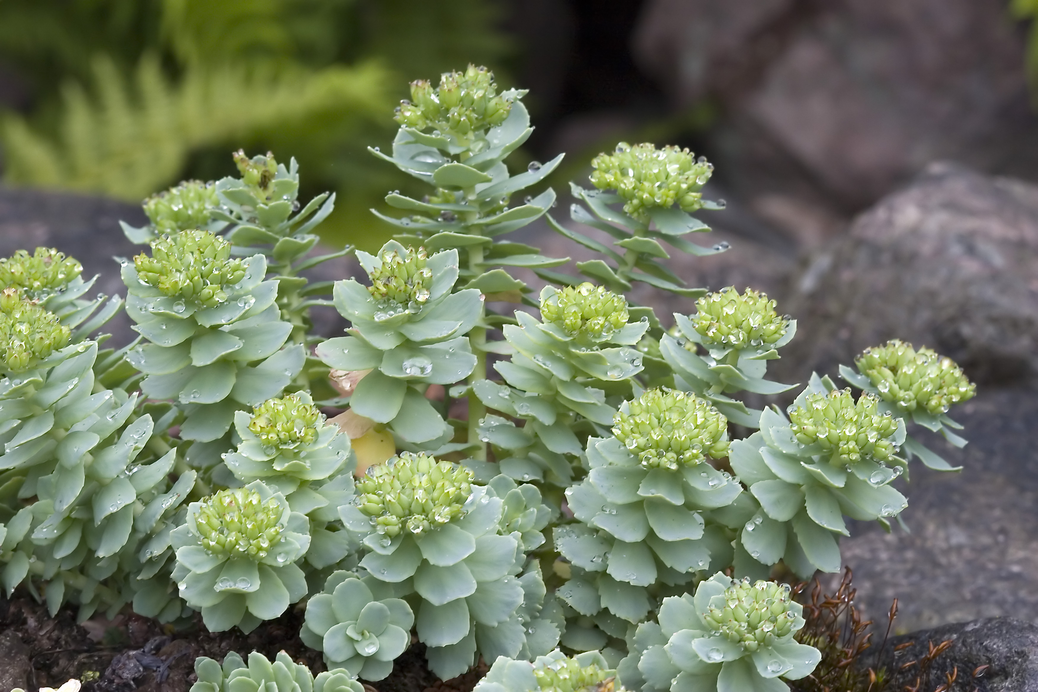 Rhodiole  la plante antistress ?  SantiShop
