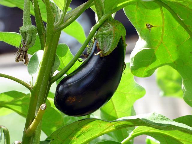 auberginedetoxfoiepertedepoids