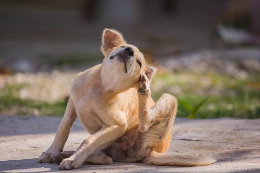 kratzender Hund