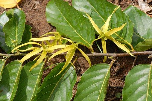 ylangylang bloem