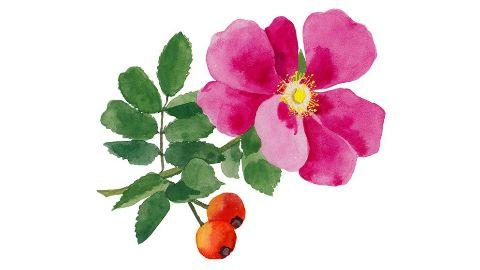 rose weleda