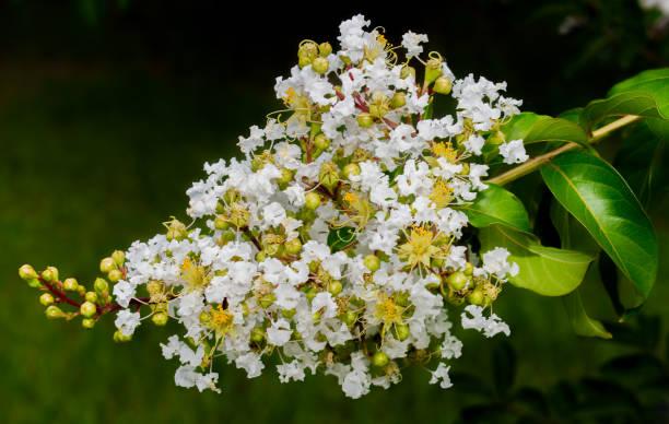 green myrtle