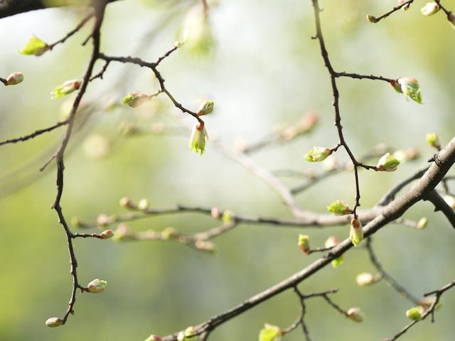 Comment consommer le Tamaris en macérât-mère bio 