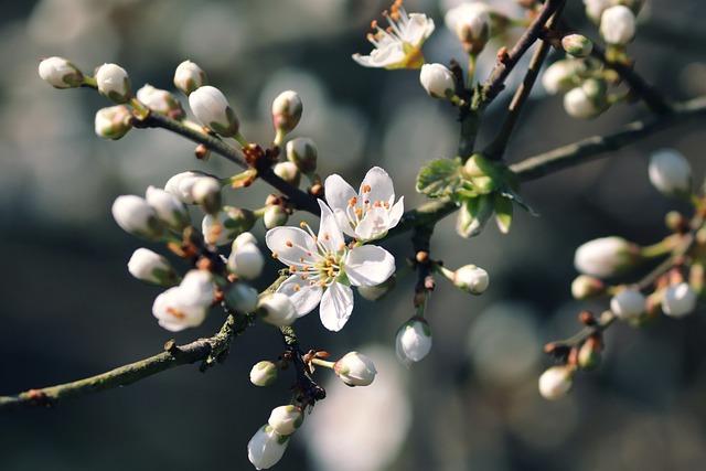 bourgeons pour la gemmothérapie 