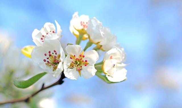 Bourgeons de Pommier