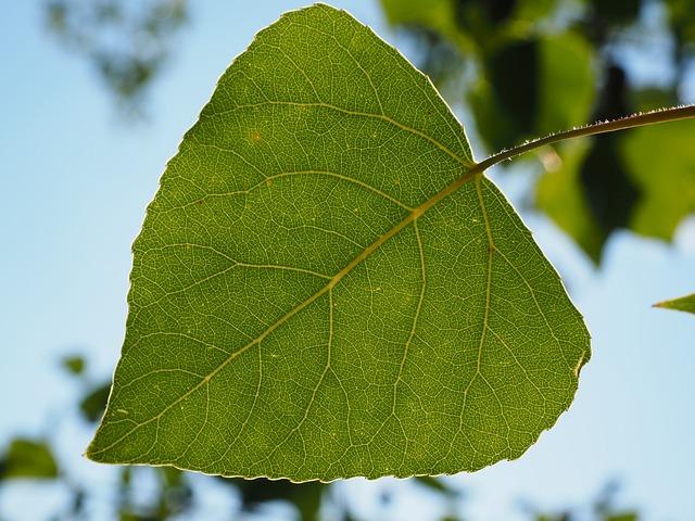 feuille de peuplier