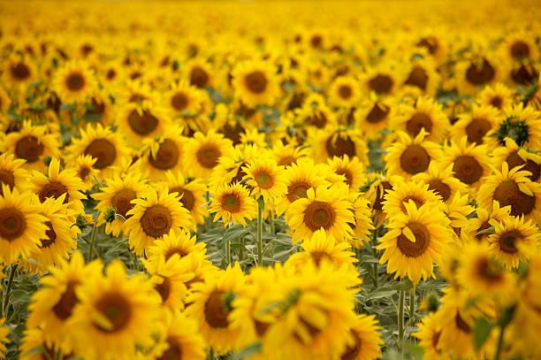 tournesol