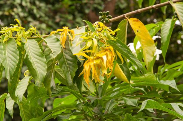 Ylang-Ylang