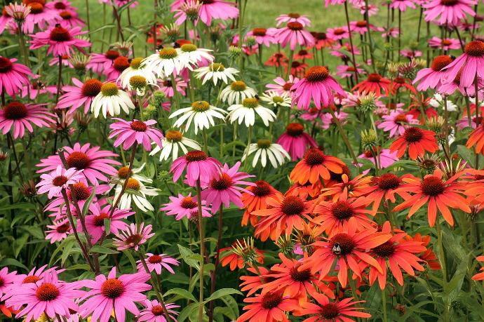 L'échinacea