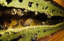 Propolis verte