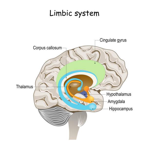 schema cerveau