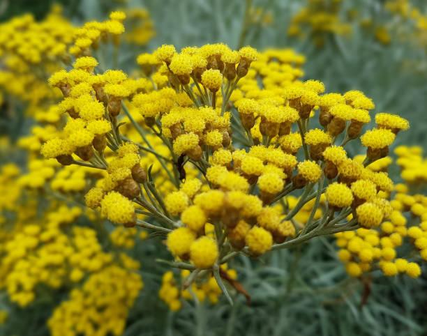 helichrysum italicum flower